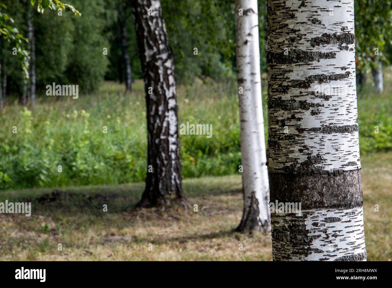 Birch grove. Sunny day in the forest. Landscape with green birch trees ...