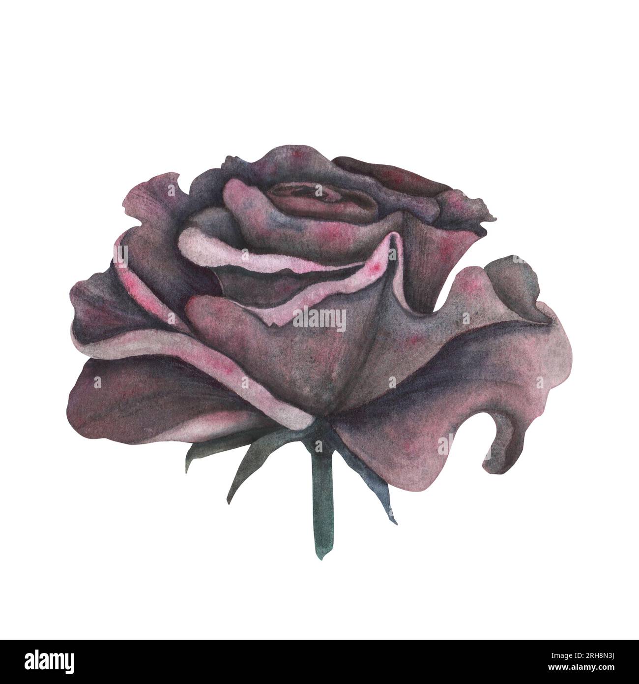 Dark gothic red rose with magical texture isolated on white background ...