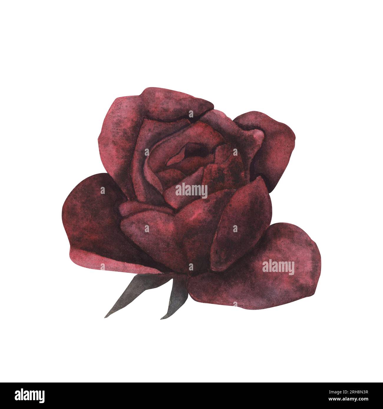Dark gothic red rose with magical texture isolated on white background ...