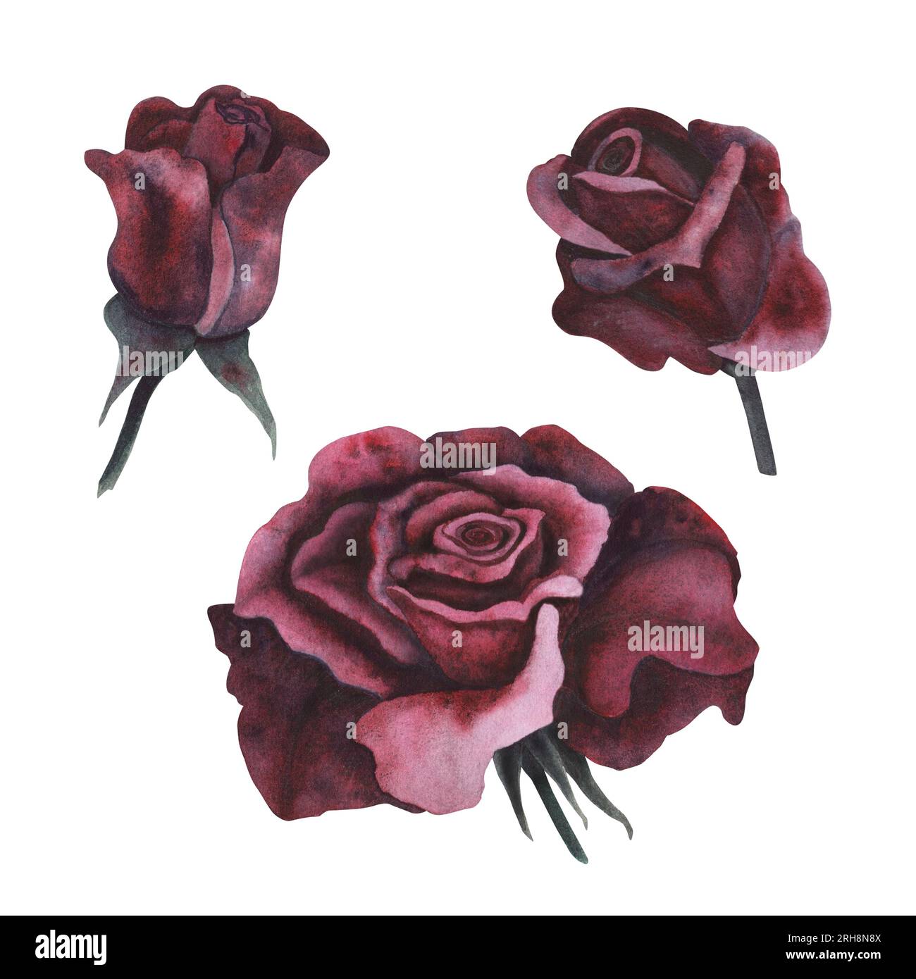 Gothic Rose Drawing