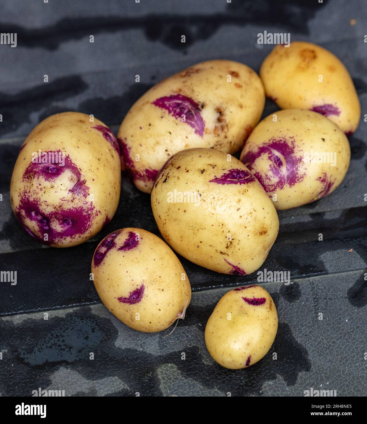 'Blue Belle' Potato, Potatis (Solanum tuberosum) Stock Photo