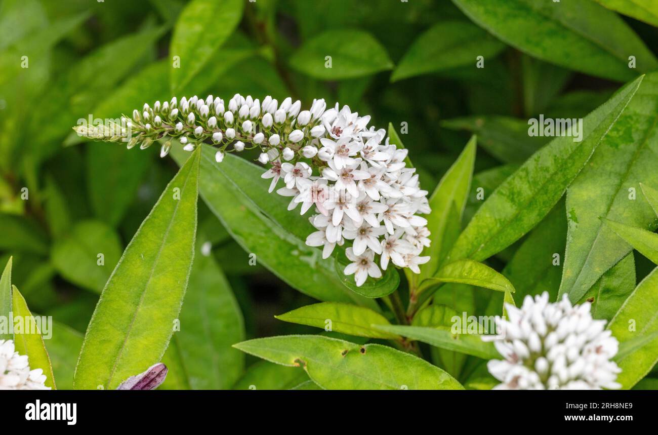 Gooseneck Flower, Vitlysing (Lysimachia clethroides) Stock Photo