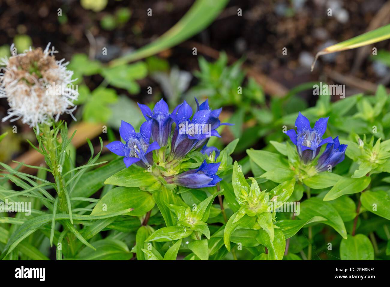 Summer Gentian, Fransgentiana (Gentiana septemfida var. lagodechiana) Stock Photo