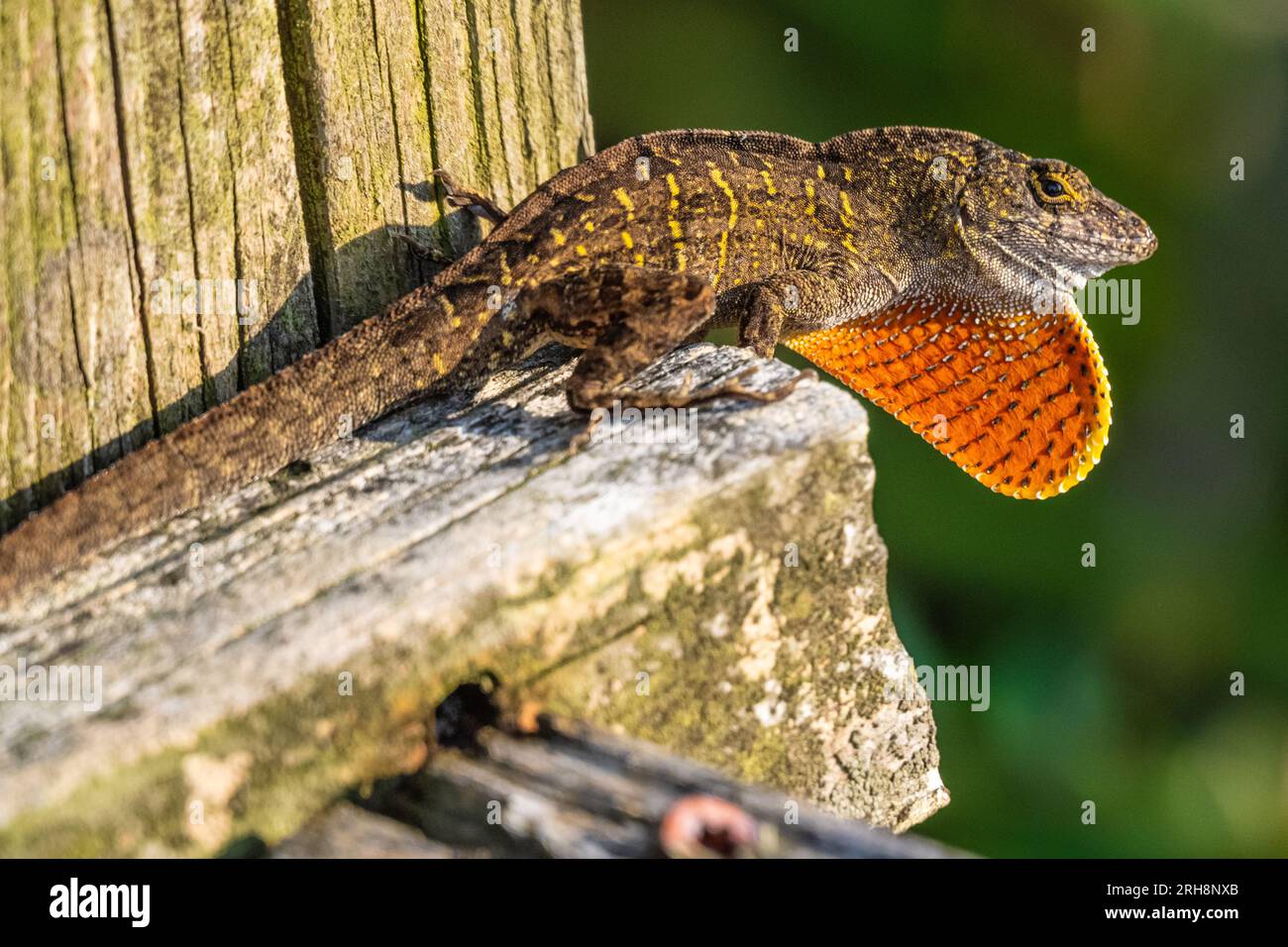 Large brown anole (Anolis sagrei) with vivd orange dewlap sunning on a beach access boardwalk in Ponte Vedra Beacch, Florida. (USA) Stock Photo