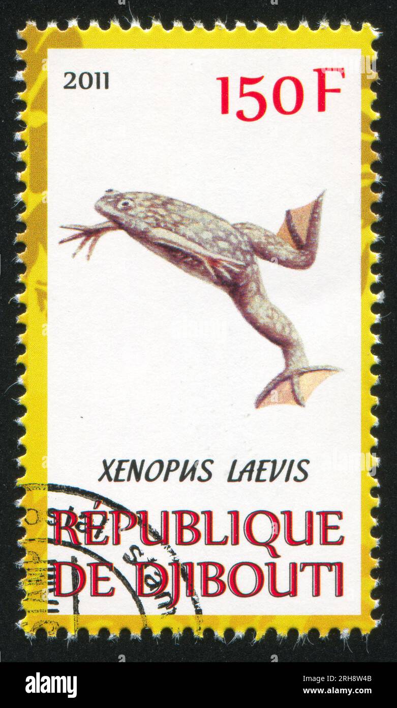 DJIBOUTI - CIRCA 2011: stamp printed by Djibouti, shows African clawed frog, circa 2011 Stock Photo