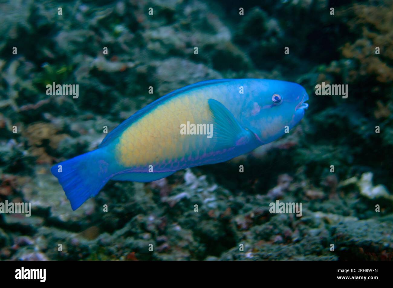 Male Forsten's Parrotfish, Scarus forsteni, Jepun dive site, Candidasa, Bali, Indonesia Stock Photo