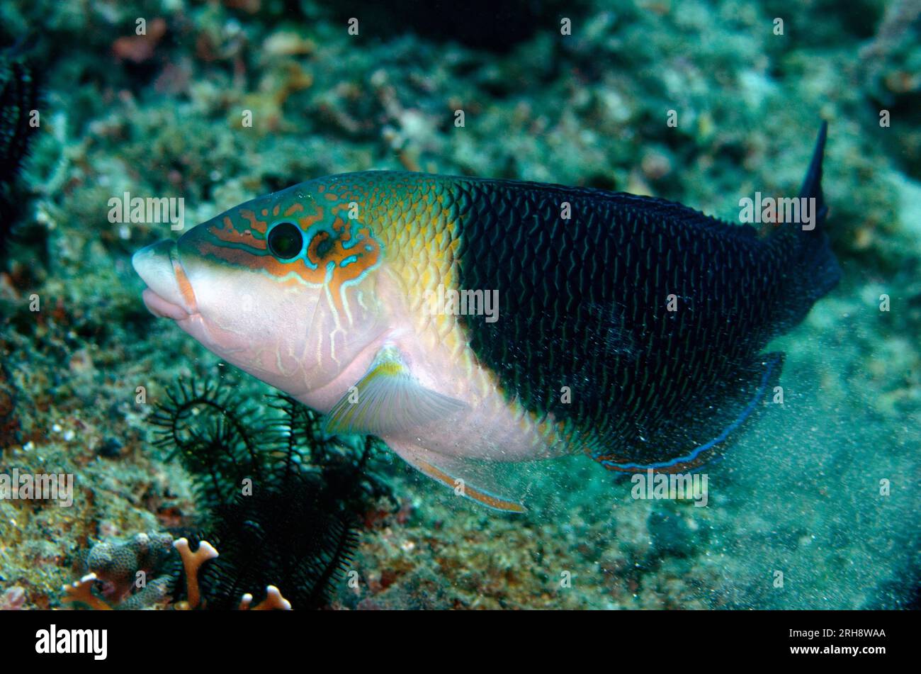 Male Blackeye Thicklip Wrasse, Hemigymnus melapterus, Crystal Lagoon dive site, Candidasa, Bali, Indonesia Stock Photo