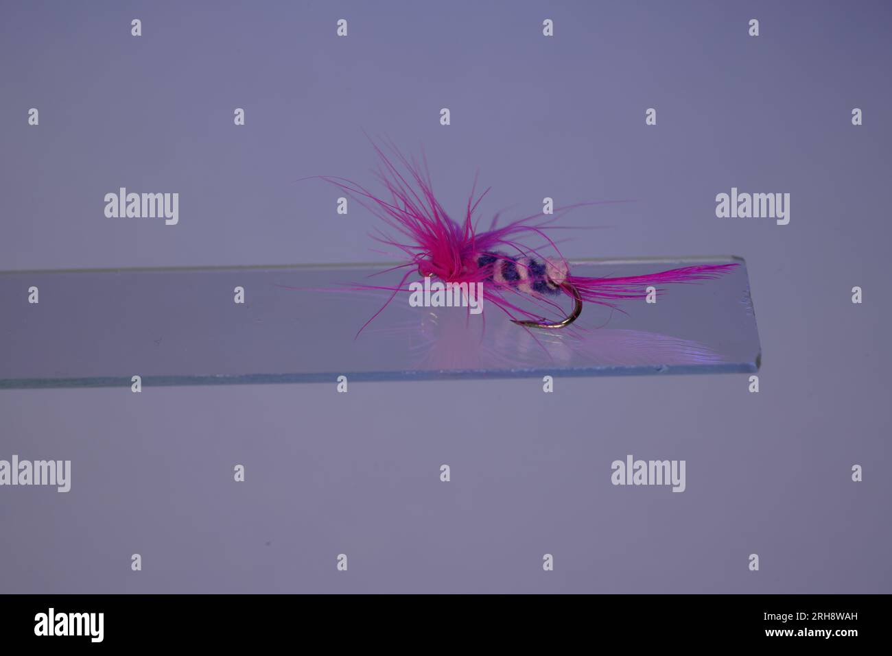 Salmon fly isolated hi-res stock photography and images - Page 7