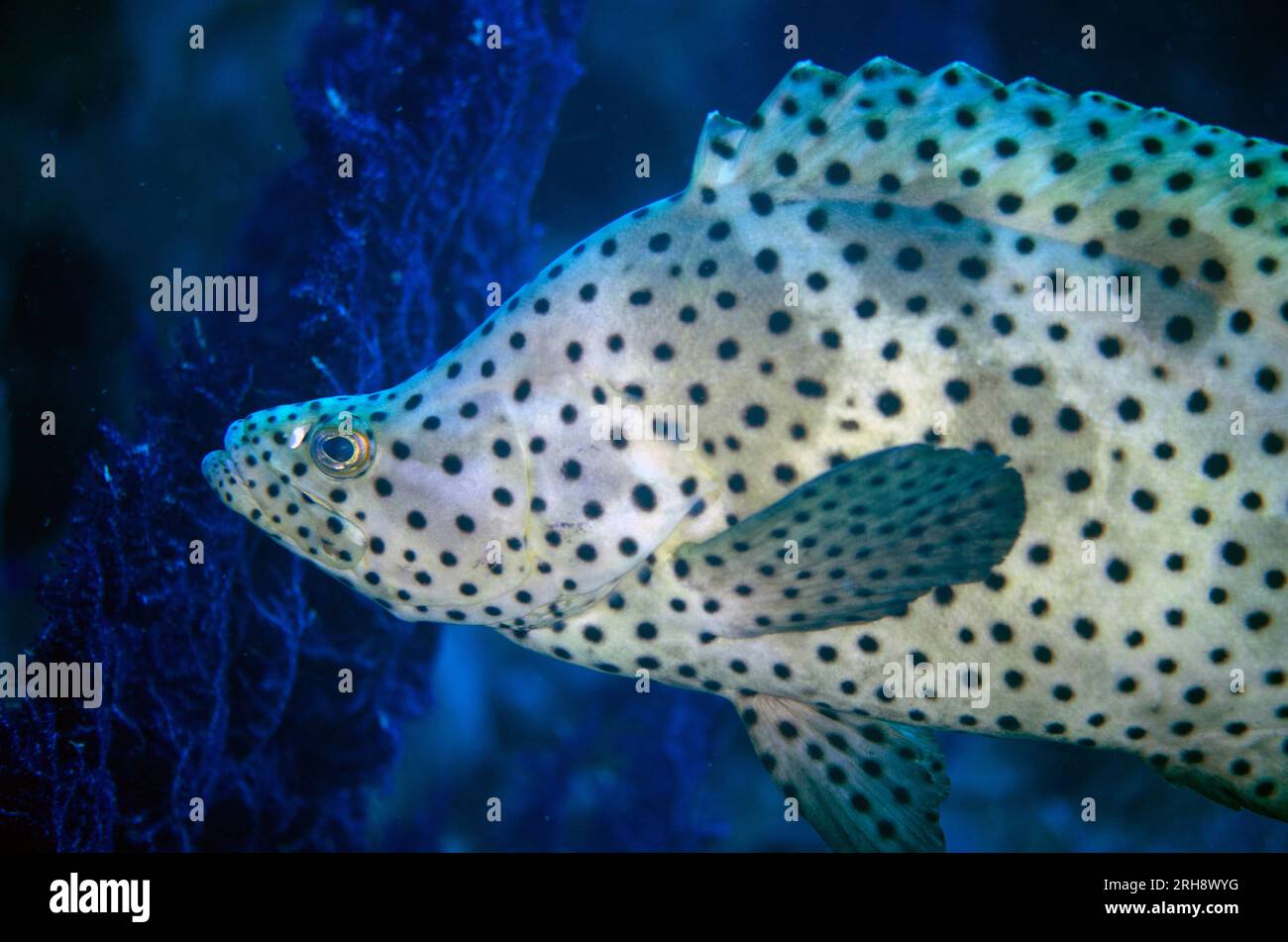 Baramundi Cod, Cromileptes altivelis, Love Potion No. 9 dive site, Balbulol Island, Misool, Raja Ampat, West Papua, Indonesia Stock Photo