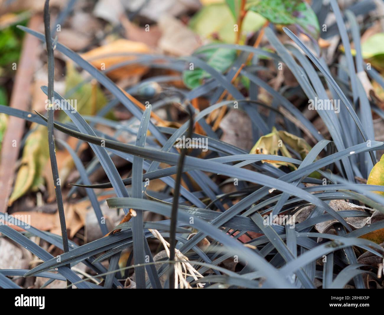 Black Mondo Grass, Ophiopogon planiscapus, surrounded by mulch and dry