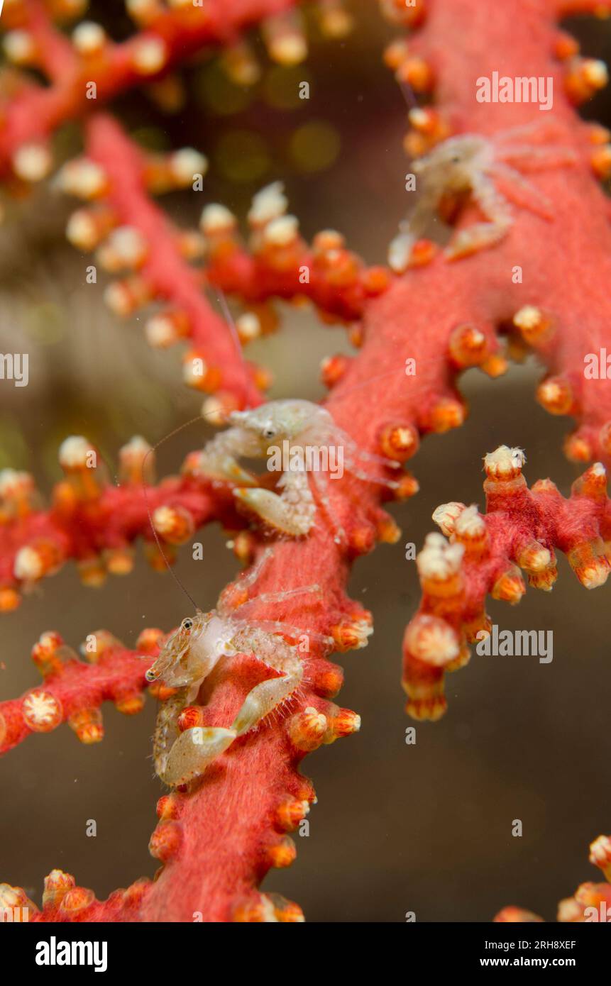 Porcelain Crab, Lissoporcellana sp, on coral with polyps, night dive, Wagmab dive site, Balbulol Island, Misool, Raja Ampat, West Papua, Indonesia Stock Photo