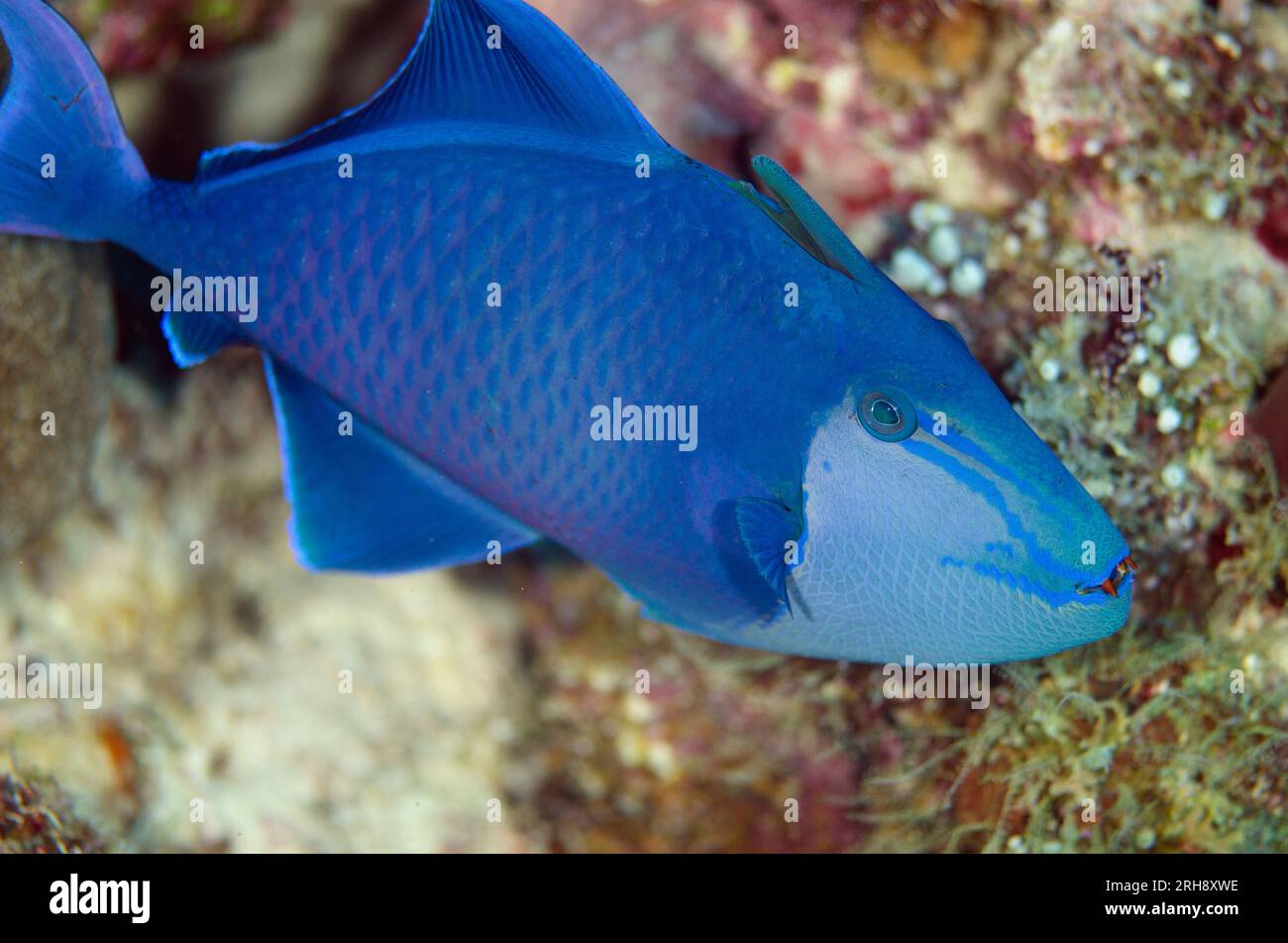 Redtooth Triggerfish, Odonos niger, with red teeth, Boo Rocks dive site, Boo Island, Misool, Raja Ampat, West Papua, Indonesia Stock Photo