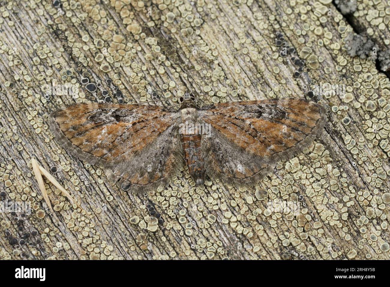 Natural closeup on a well camouflaged Tawny Speckled Pug , Eupithecia icterata sitting with spread wings on wood Stock Photo
