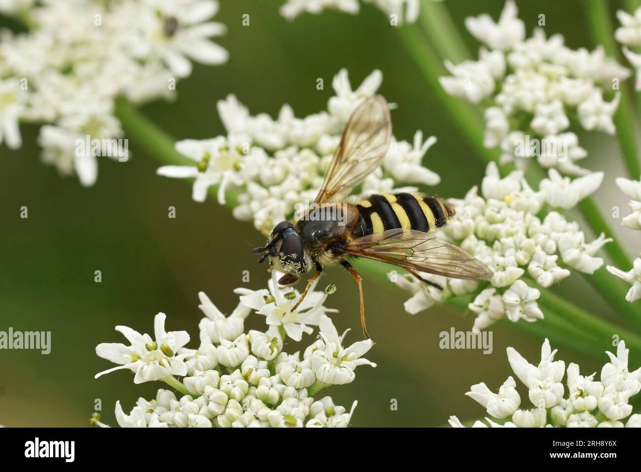 Natural closeup on a wasp mimic hoverfly, Megasyrphus erraticus on white Hogweed , Heracleum sphondylium Stock Photo