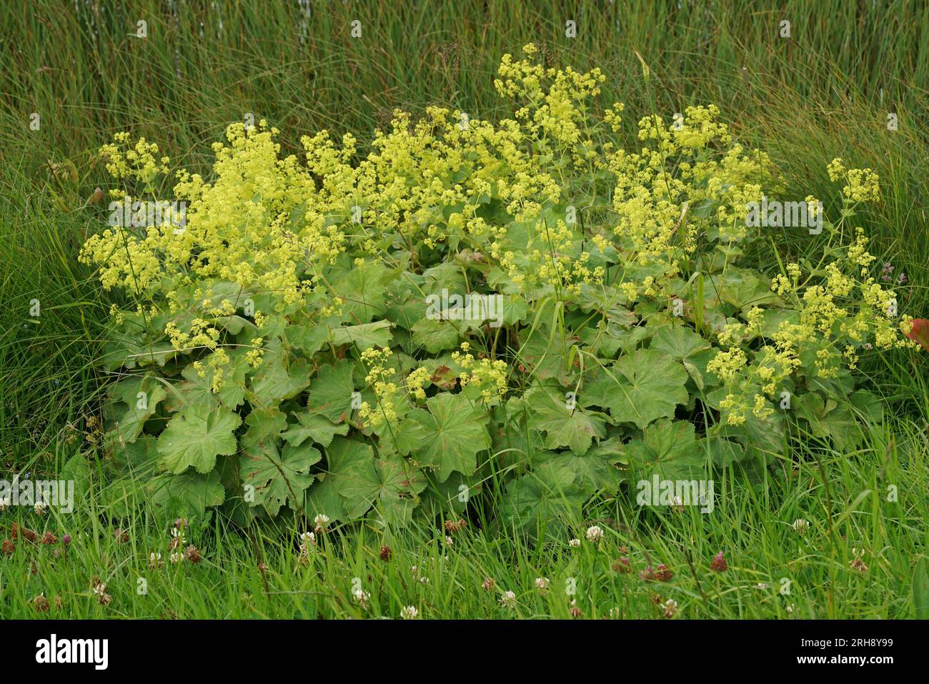 Natural closeup on an isolated scented homeopathic garden lady's-mantle plant -, Alchemilla mollis, in a meadow Stock Photo