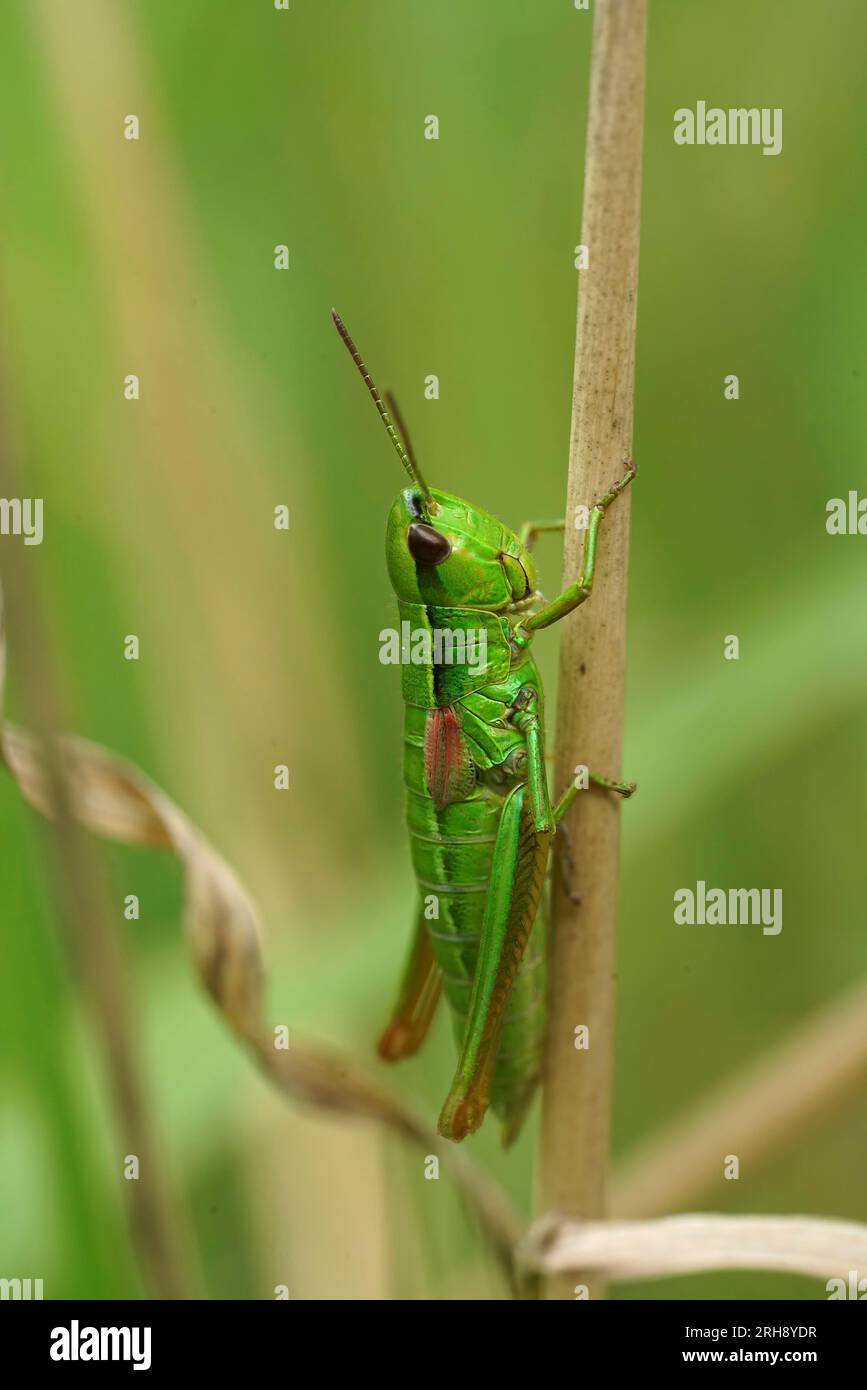 Natural vertical closeup on the colorful green Small Gold Grasshopper, Euthystira brachyptera on a straw of grass Stock Photo