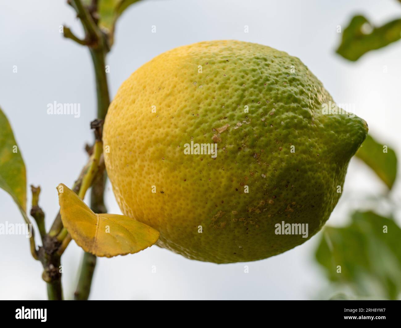 Lemon Yellow Rind Change skin colour hi-res stock photography and images - Alamy