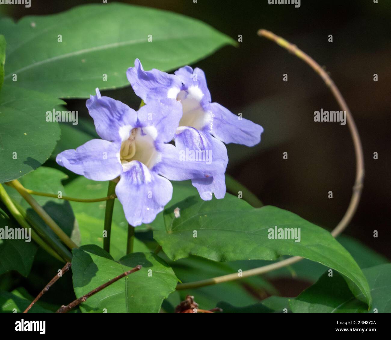 Blue Sky Flowers, Thunbergia Grandiflora and green leaves on the vine Stock Photo