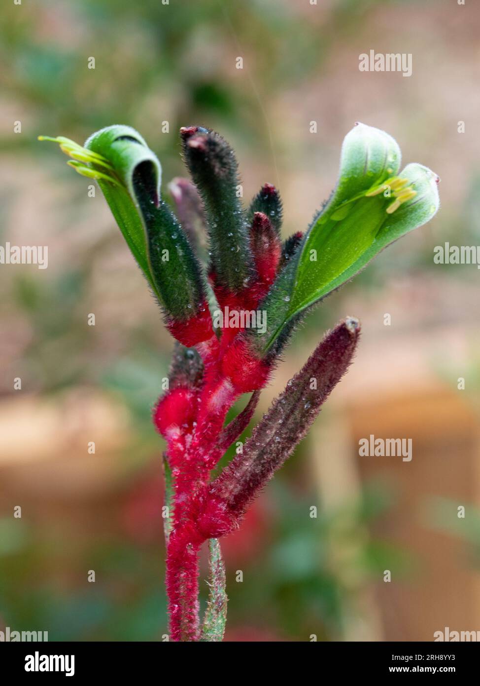 Kangaroo Paw plant flower, red and green and velvety, Australia Stock