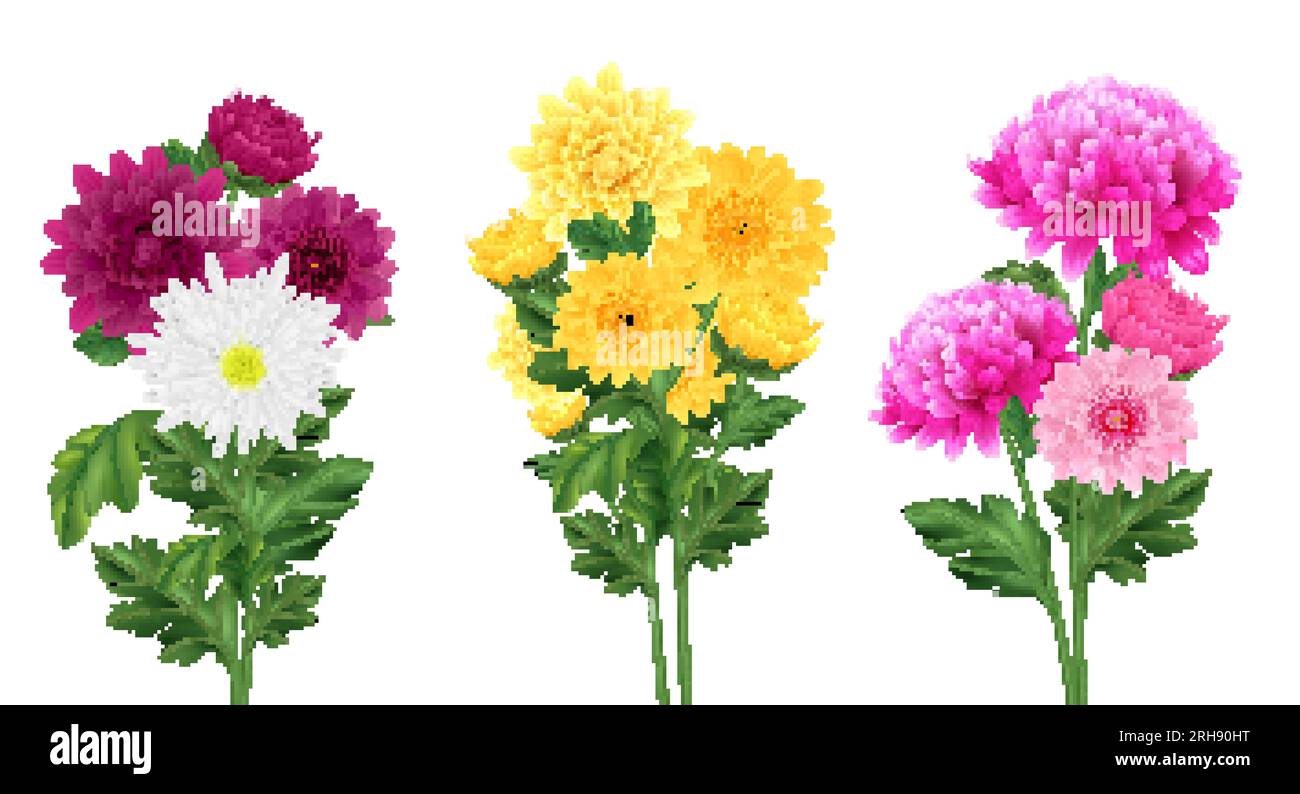 Realistic chrysanthemum bouquet set with blooming flowers isolated ...