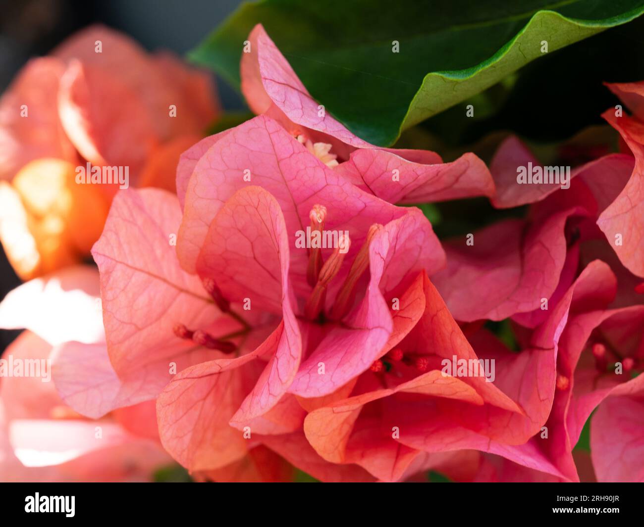 Orange pink Bougainvillea Bracts and tiny white Flowers in glorious bloom, Australian coastal garden Stock Photo
