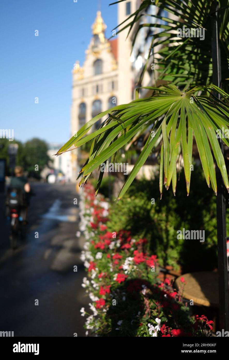 Leipzig, Germany. 15th Aug, 2023. Palm trees at a café are illuminated