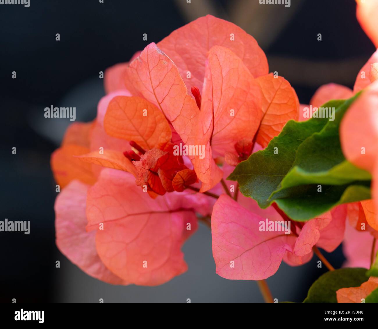 Orange pink Bougainvillea Bracts and tiny white Flowers in glorious bloom, Australian coastal garden Stock Photo