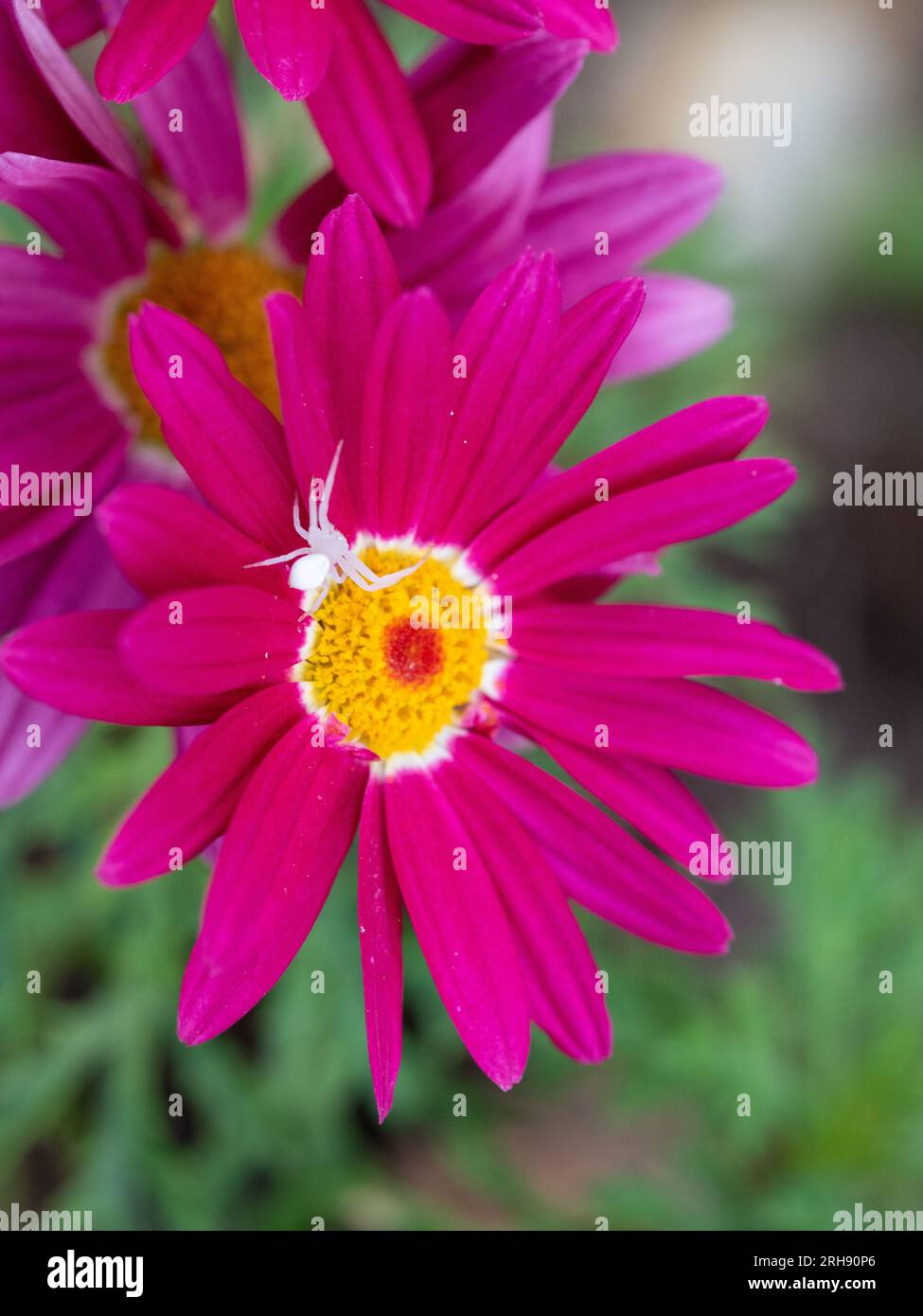 Tiny white Crab Spider standing out on a vividly coloured dark crimson pink Federation daisy flower pet, trying to blend in with the white centre ring Stock Photo