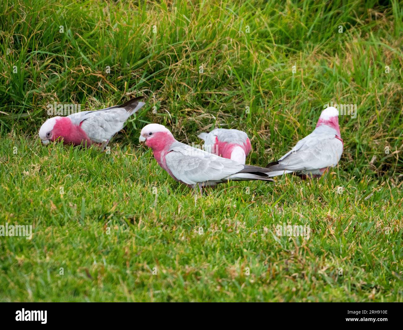 A flock of Galahs, Pink and Grey Cockatoos, Australian native birds