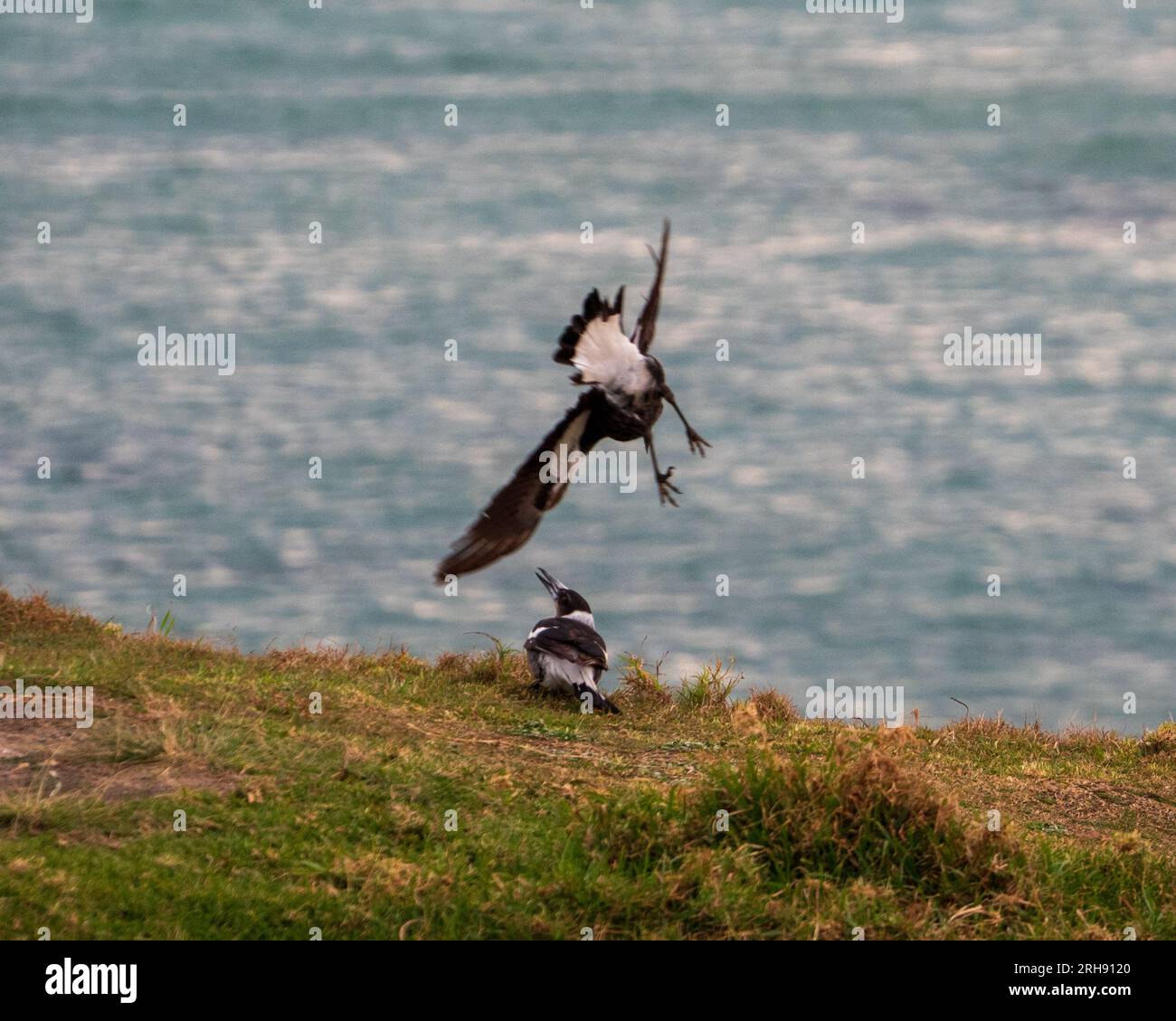 Young Australian Magpie swooping in towards another one under attack that is cowering slightly on the ground, juveniles play fighting Stock Photo