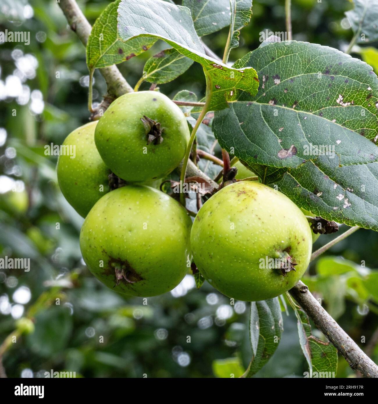 Crab apples growing on a tree, in the wild, on Ditchling Common, East