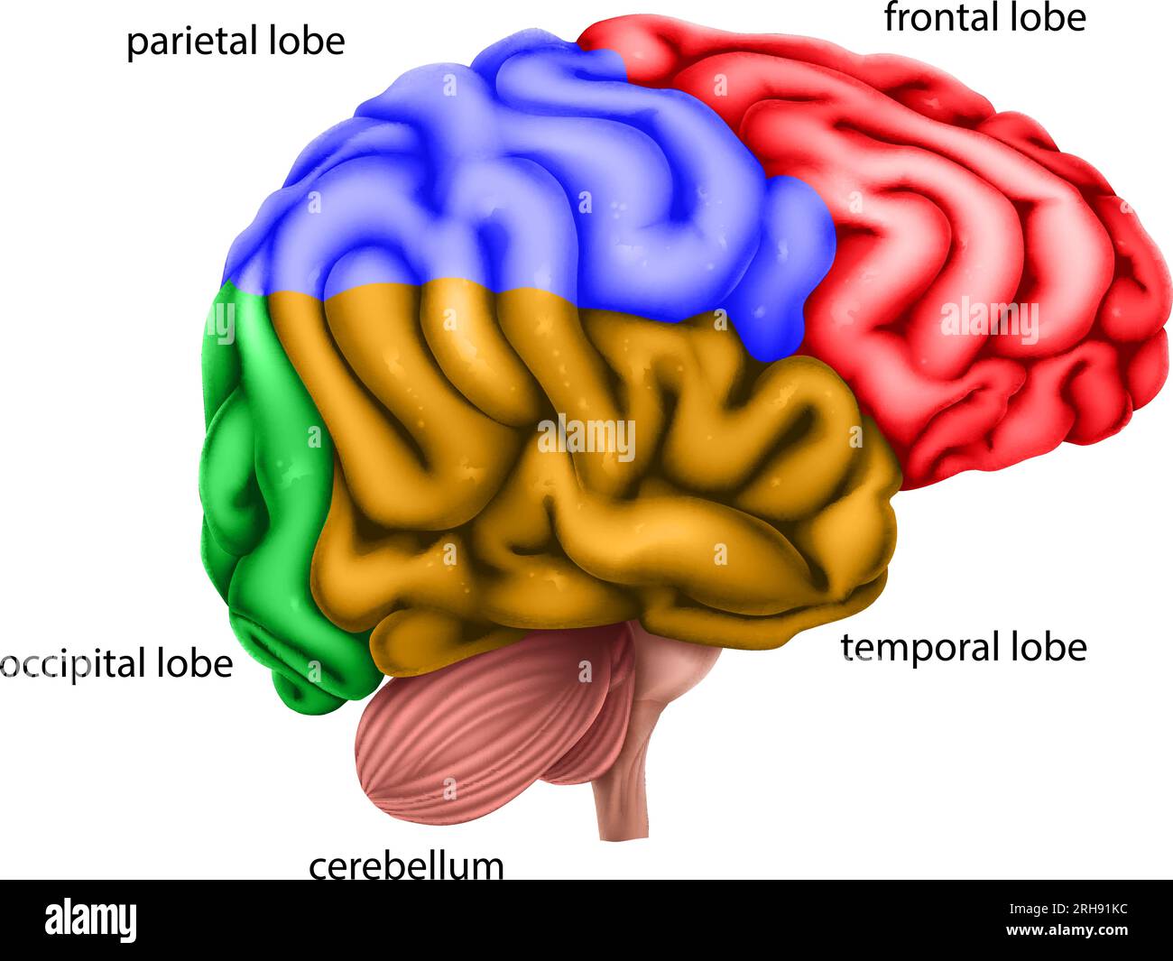 Human Brain Regions Lobes Labelled Illustration Stock Vector