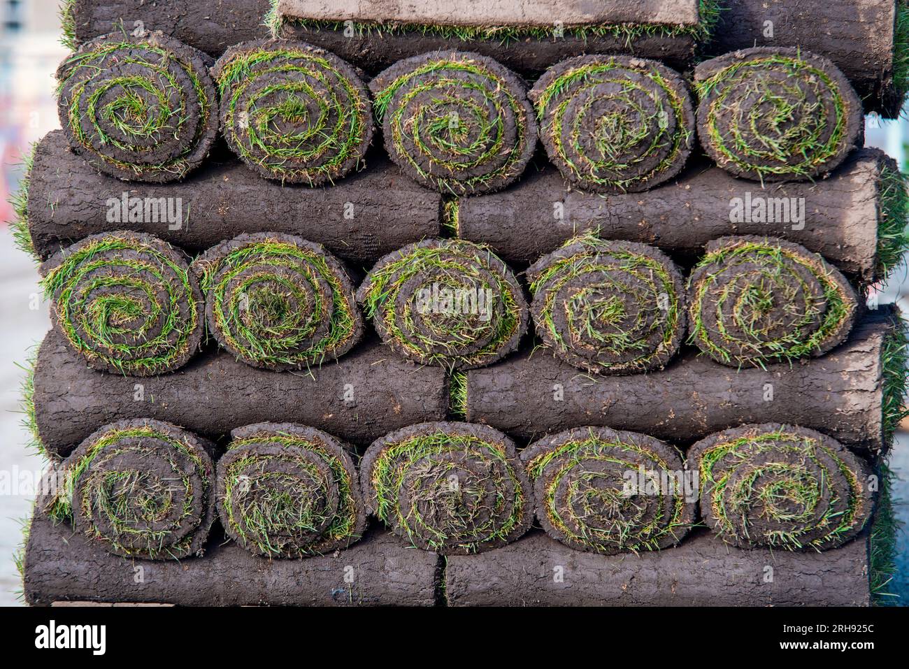 Pallet with rolls of sod turf grass. The rolled grass lawn is ready for