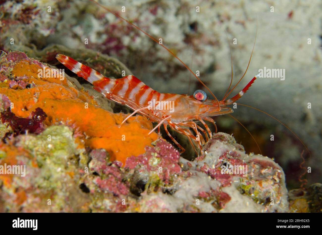 Striped Hinge-beak Shrimp, Cinetorhynchus striatus, night dive, Wagmab dive site, Balbulol Island, Misool, Raja Ampat, West Papua, Indonesia Stock Photo