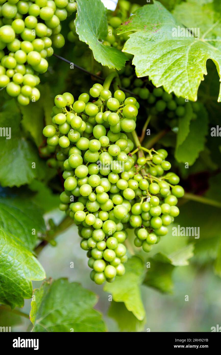 Green maturing grapes at Denbies Vineyard near Dorking, Surrey, England Stock Photo