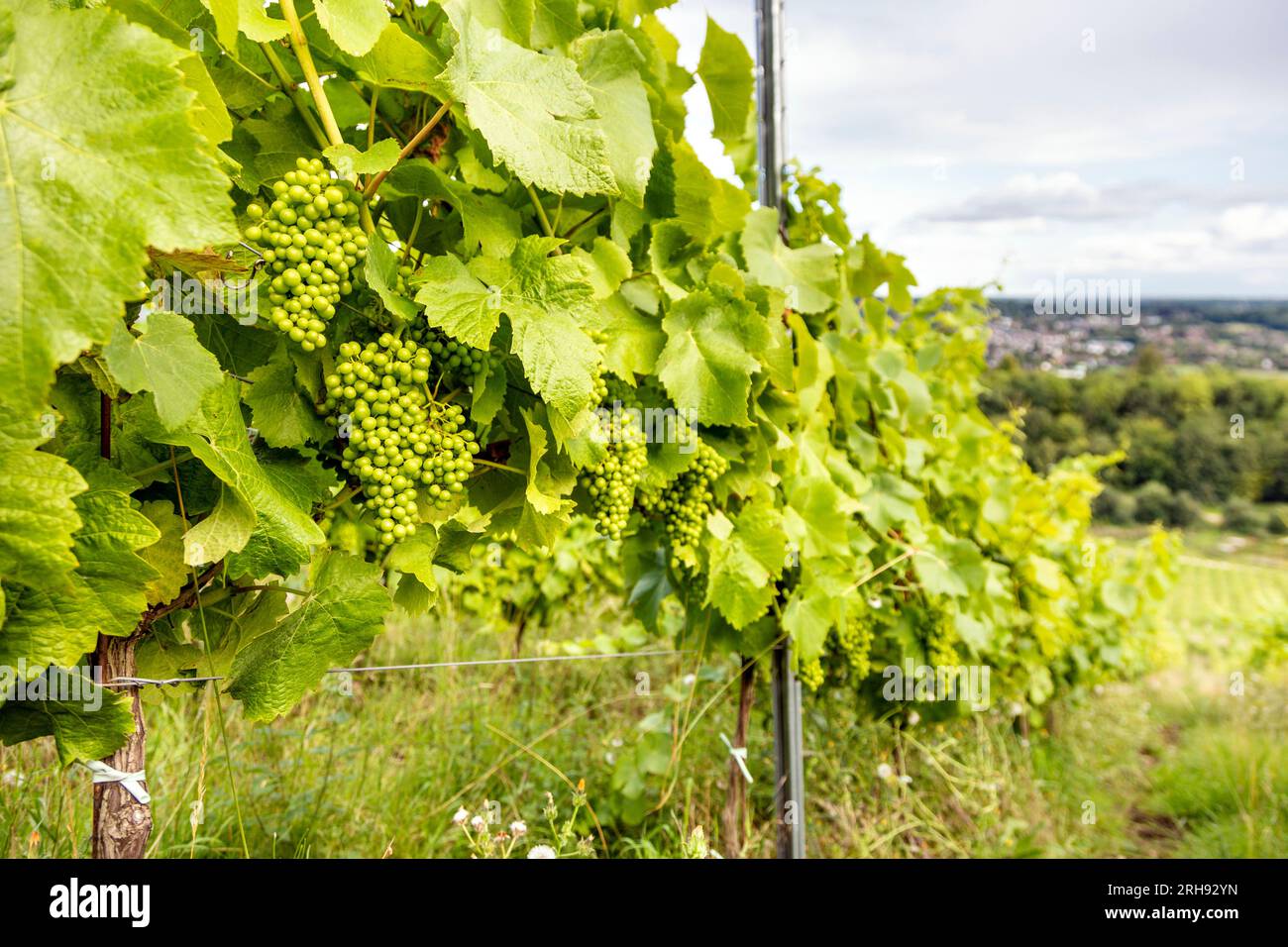 Green maturing grapes at Denbies Vineyard near Dorking, Surrey, England Stock Photo