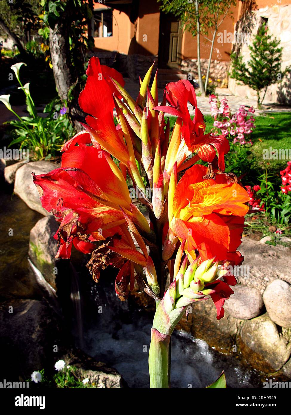 Flowers in Indian house in Andes, Peru Stock Photo - Alamy