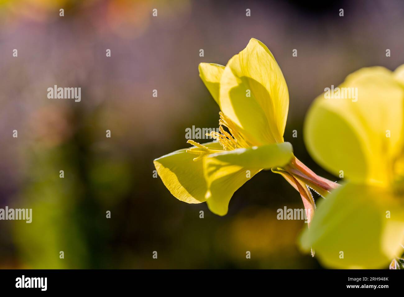 Evening Primrose; Oenothera biennis; Flower; UK Stock Photo