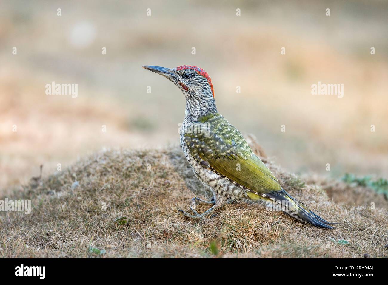 Green Woodpecker; Picus viridis; Juvenile; UK Stock Photo - Alamy