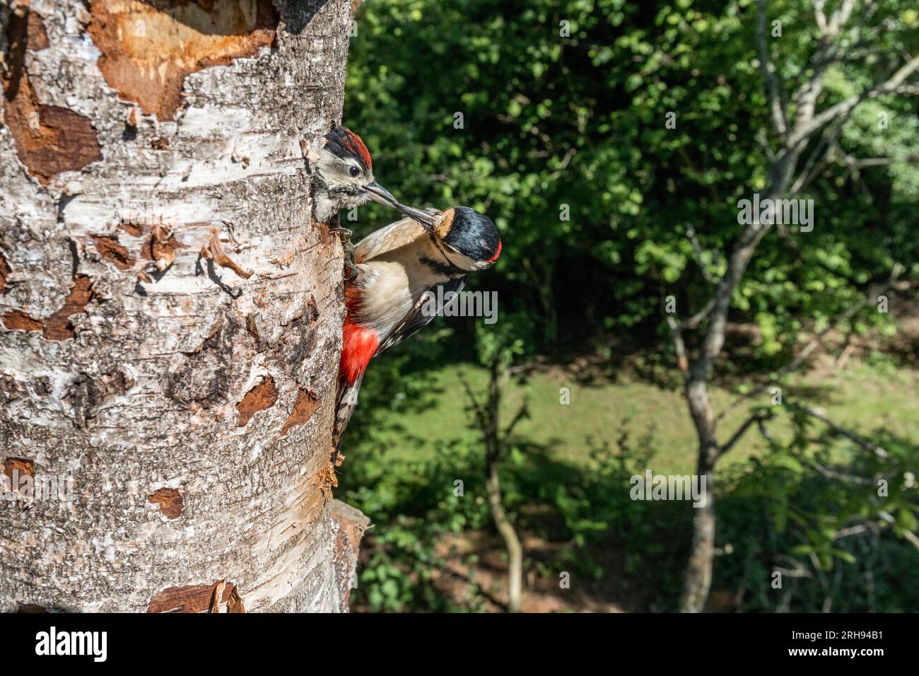 Greater Spotted Woodpecker; Dendrocopos major; Adult Feeding Young; UK