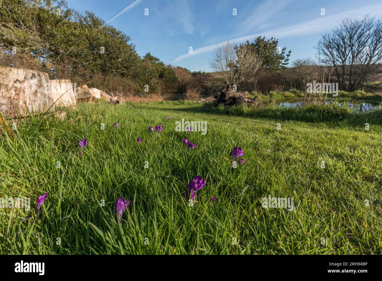 Crocus Flowers; Spring; UK Stock Photo - Alamy