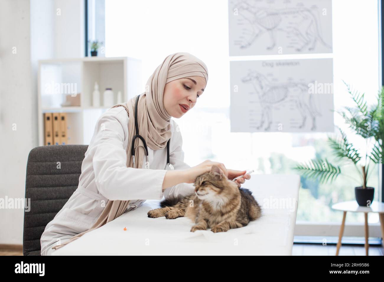 Efficient medical professional in hijab giving feline vaccine to tabby