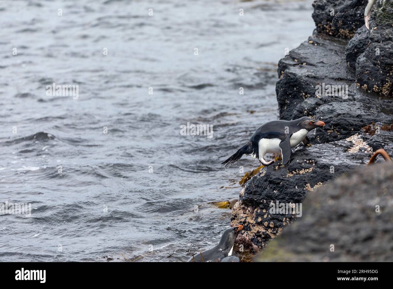 Southern Rockhopper Penguin; Eudyptes chrysocome; Returning From the Sea; Falklands Stock Photo
