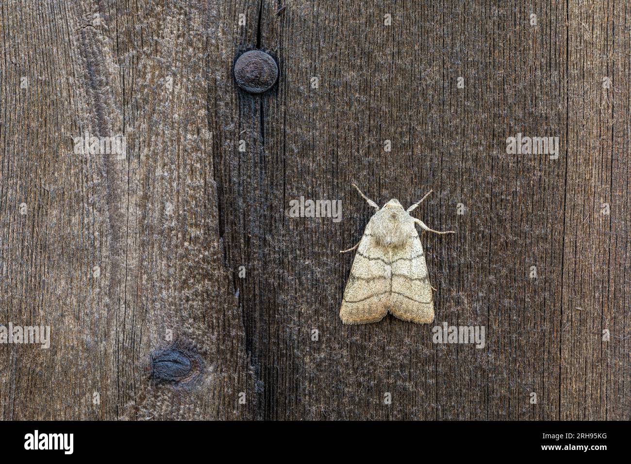 Treble Lines Moth; Charanyca trigrammica; on Wood; UK Stock Photo