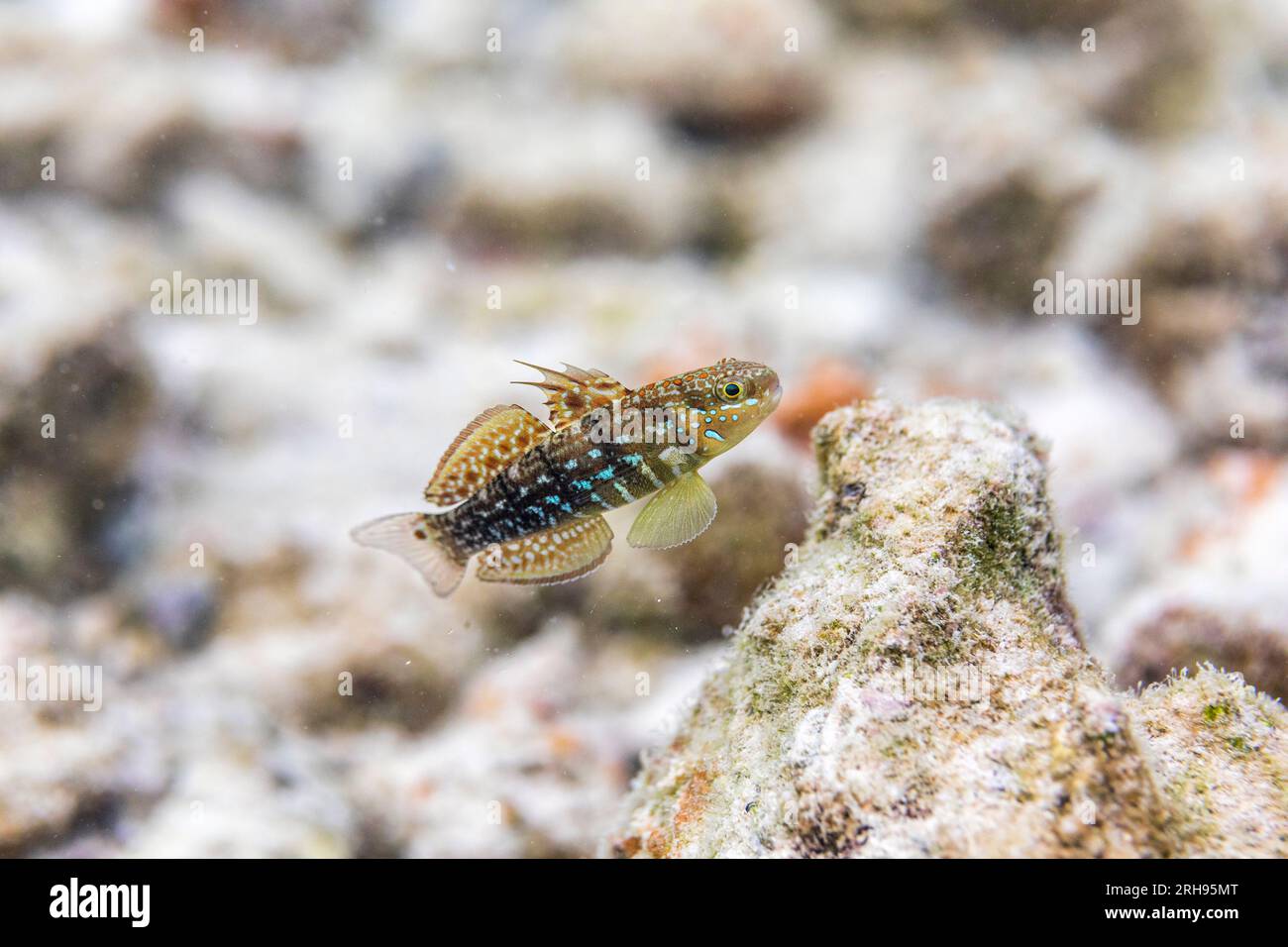 White Barred Reef Goby; Amblygobius semicinctus; Maldives Stock Photo