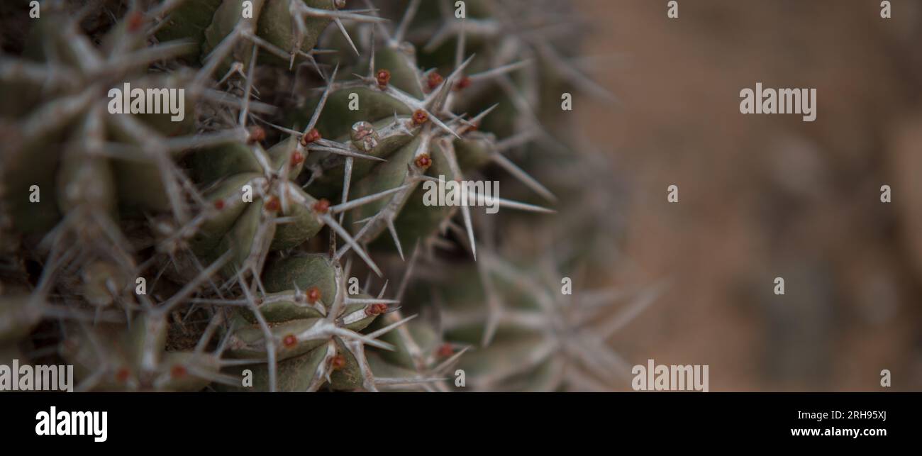 Death Cactus in the Desert Stock Photo