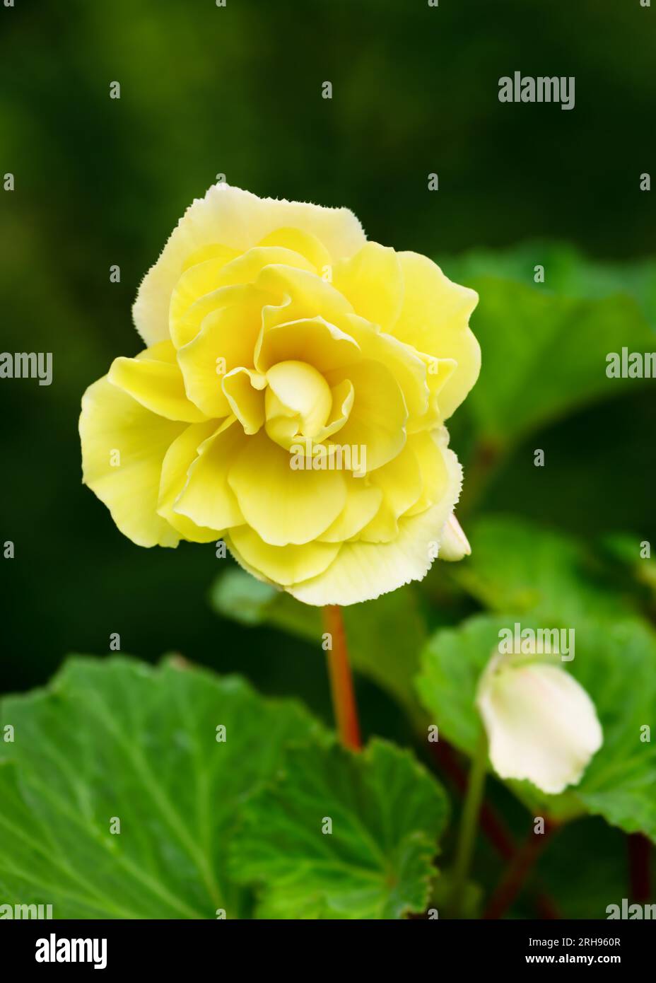 Beautiful light yellow begonias flowers in the cottage garden against a blur background. (Begonia x hiemalis) Selective focus. Stock Photo