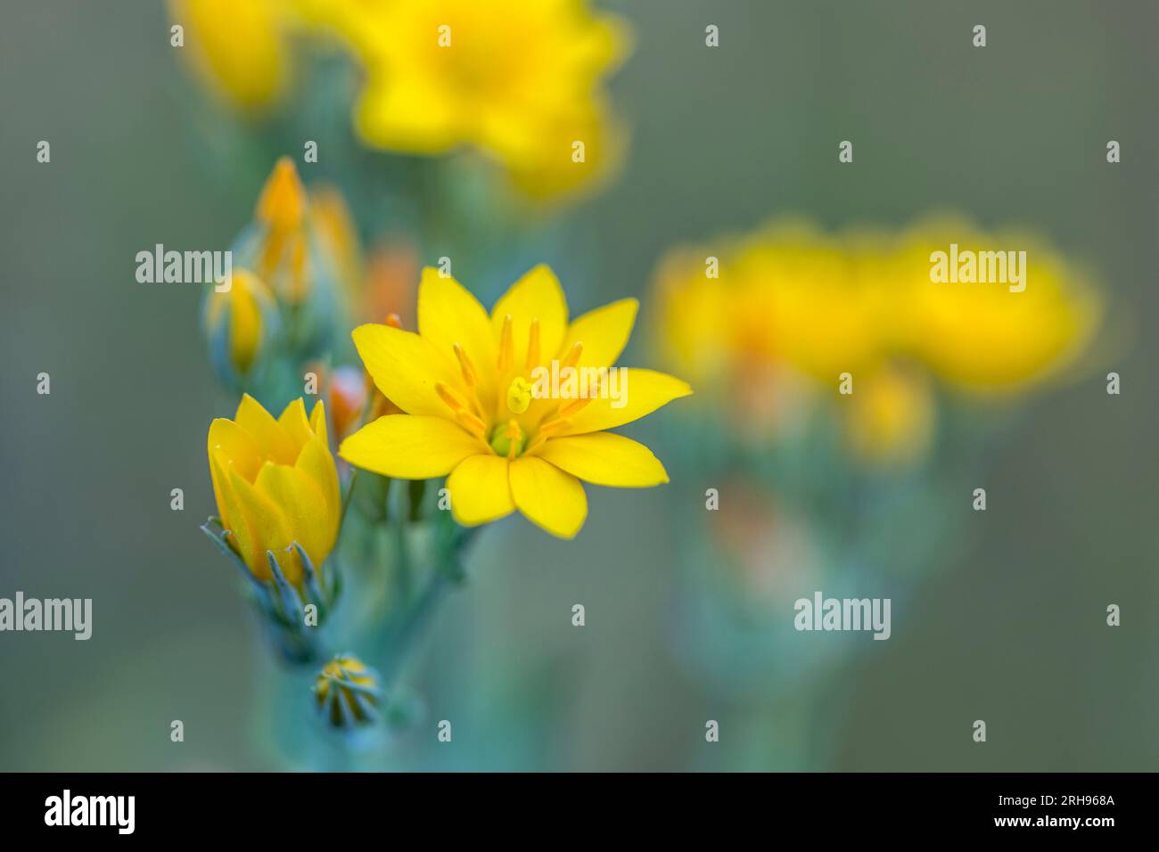 Yellow Wort; Blackstonia perfoliata; Flower; UK Stock Photo