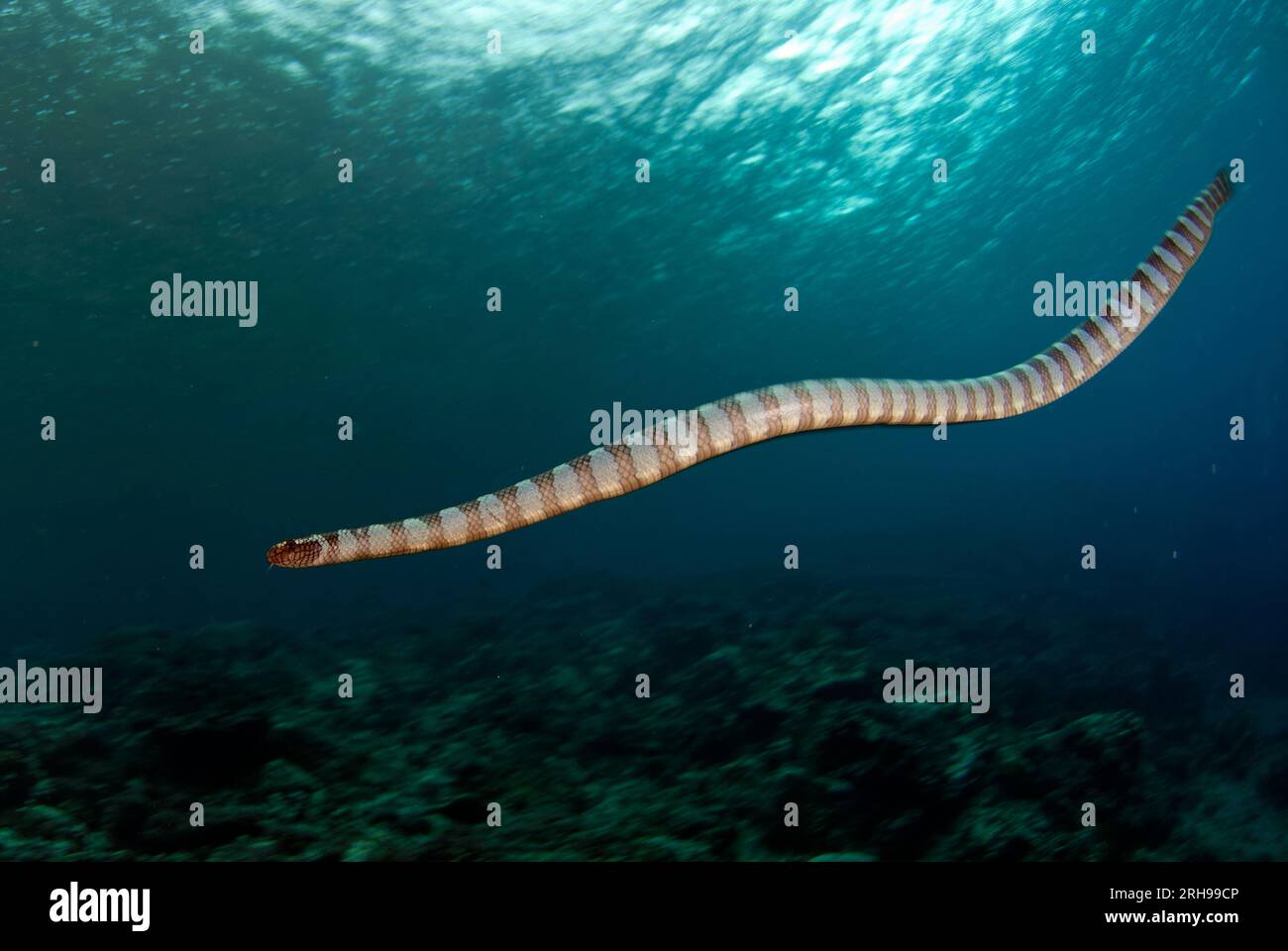 Chinese Sea Snake, Laticauda semifasciata, swimming, Gunung Api, Banda Sea, Indonesia Stock Photo