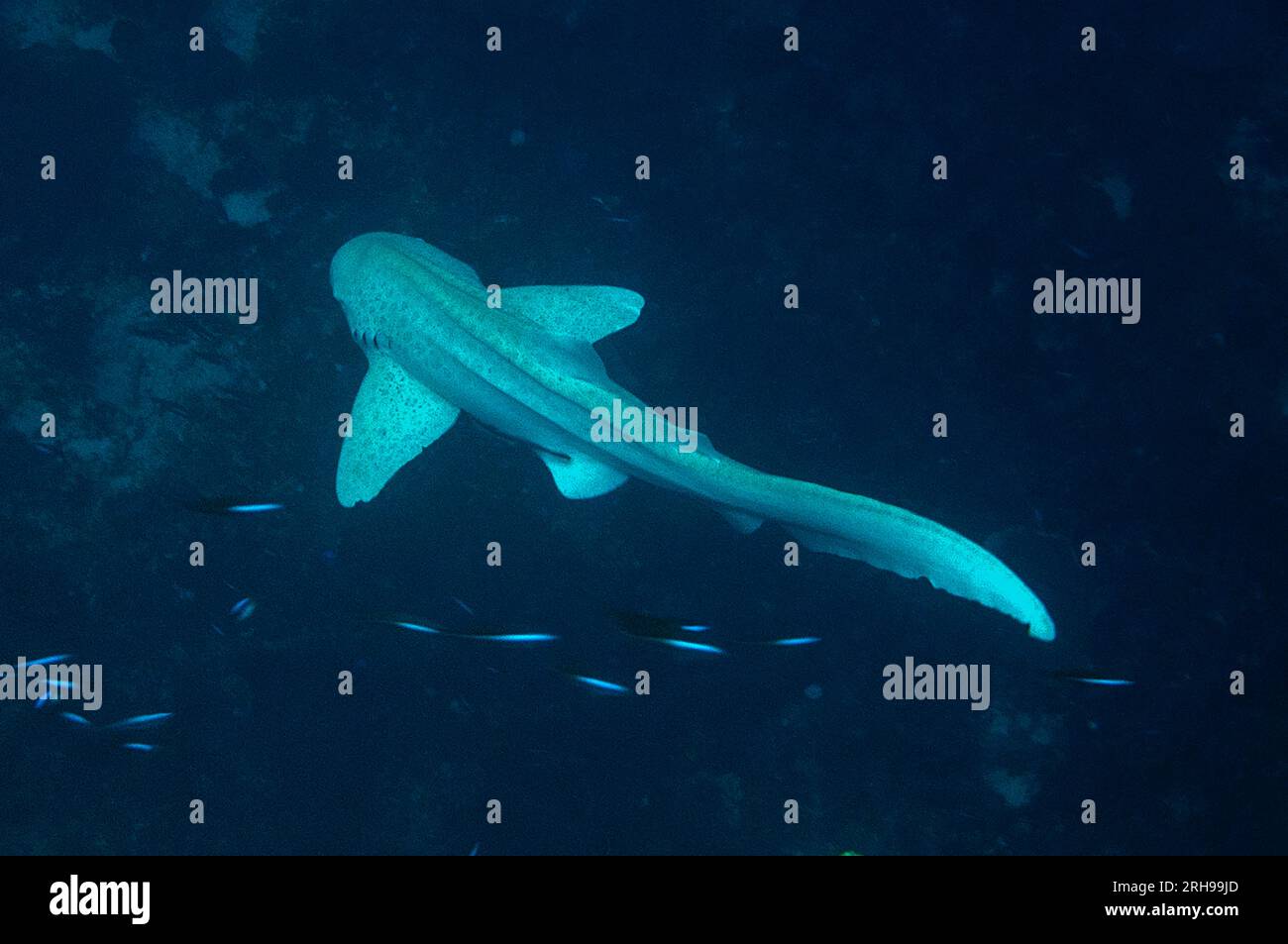 Zebra Shark, Stegostoma fasciatum, classified as Endangered, Ternate